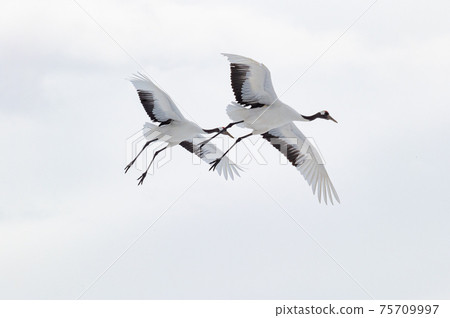 Winter scenery of Eastern Hokkaido, Japanese crane Winter scenery of Eastern Hokkaido, Japanese crane 75709997