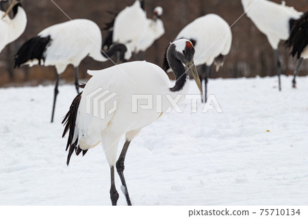 Winter scenery of Eastern Hokkaido, Japanese crane Winter scenery of Eastern Hokkaido, Japanese crane 75710134