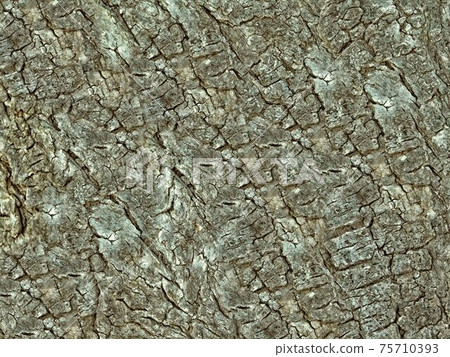 wood texture wood texture 75710393