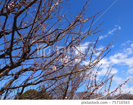 plum	 75710565