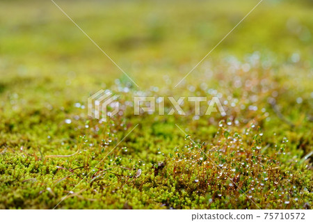晨露水滴和苔蘚孢子 75710572