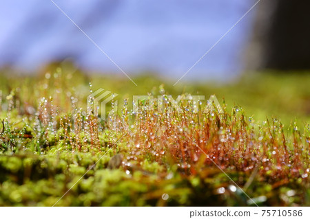 Morning dew water droplets and moss spores 75710586