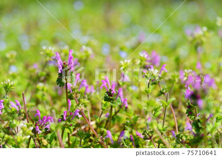 溫暖的搜暑野花 溫暖的搜暑野花 75710641