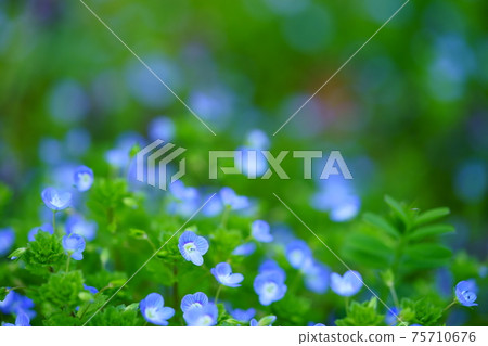 早春的野花(在陰涼處潮濕)16 早春的野花(在陰涼處潮濕)16 75710676