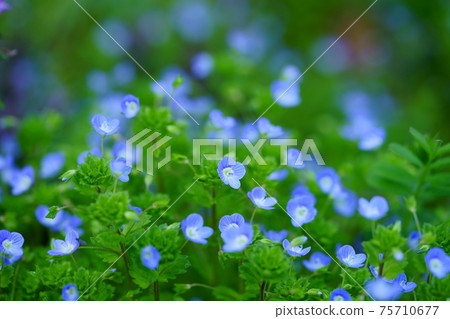Wildflowers in early spring (moist in the shade) 15 75710677
