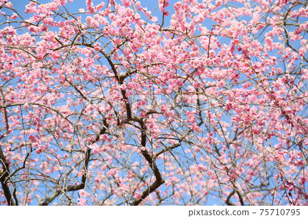 粉色垂枝梅花 粉色垂枝梅花 75710795