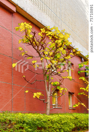 Artistic impression of a tree with yellow leaves, against the backdrop of a red brick building. 75710891