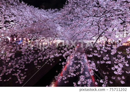 Illumination of cherry blossoms in full bloom (Sakura lyro up in full bloom on the Meguro River) Illumination of cherry blossoms in full bloom (Sakura lyro up in full bloom on the Meguro River) 75711202