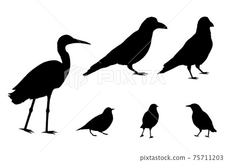 Bird silhouette. 75711203