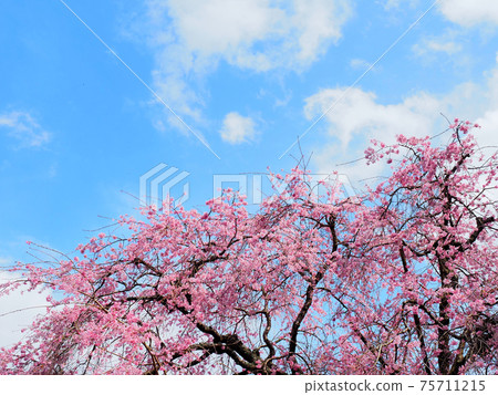 Sakura Sogo Reido Spring Sakura Sogo Reido Spring 75711215