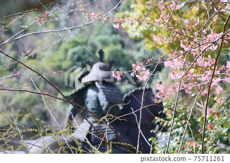 早盛開的櫻花 75711261