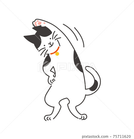 Cat that may be doing gymnastics Cat that may be doing gymnastics 75711620