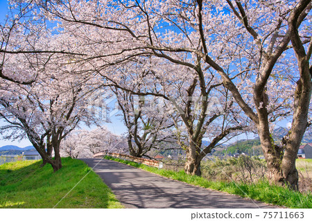 A row of cherry blossom trees on the bank of the Hoshoji River A row of cherry blossom trees on the bank of the Hoshoji River 75711663