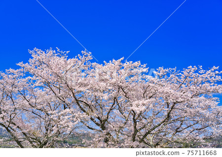 細守河沿岸的一排櫻花樹 細守河沿岸的一排櫻花樹 75711668