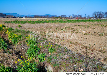 花之野橋附近的早春農地風光 75711794