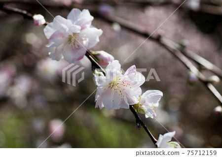 Peach blossom 75712159