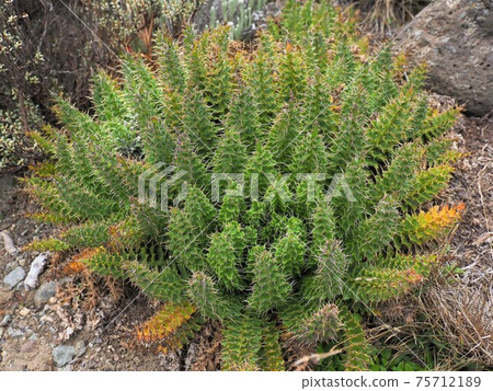 Kilimanjaro / alpine plants Kilimanjaro / alpine plants 75712189