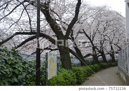 Row of cherry trees 75712236