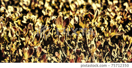 Hundreds of small leaves are all aimed at the sun to catch light and grow. 75712350