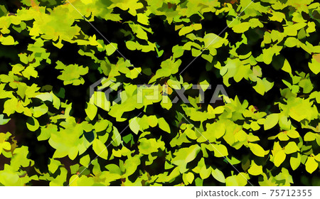 Due to a very early spring, nature puts out new growth in the form of an abundance of bright shiny leaves. 75712355
