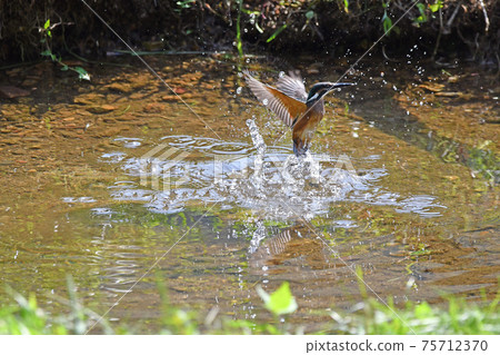 Is it practice of predation of young kingfishers? ?? 75712370