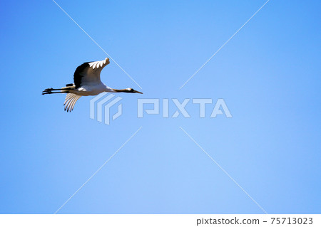 A red-crowned crane flapping its wings in the blue sky, Hokkaido A red-crowned crane flapping its wings in the blue sky, Hokkaido 75713023