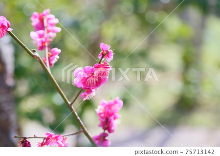Pink plum blossoms Pink plum blossoms 75713142