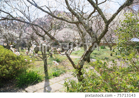 White flower flowers White flower flowers 75713143