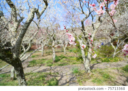 Light pink plum blossom Light pink plum blossom 75713368