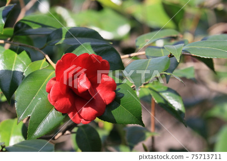 Yabutsubaki,紅色的花瓣,一朵花 Yabutsubaki,紅色的花瓣,一朵花 75713711