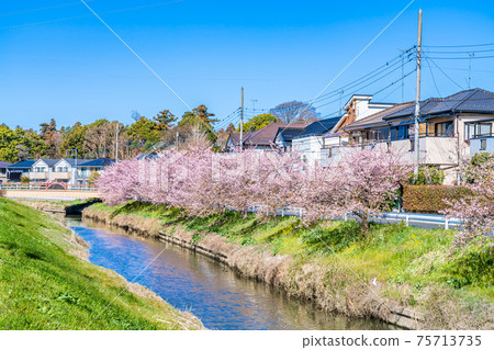 Spring in Japan Saitama Washinomiya Aogehori River Kawazu Sakura 75713735
