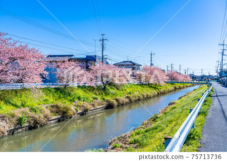 日本的春天ita玉縣Wash之宮青森河川津櫻 75713736