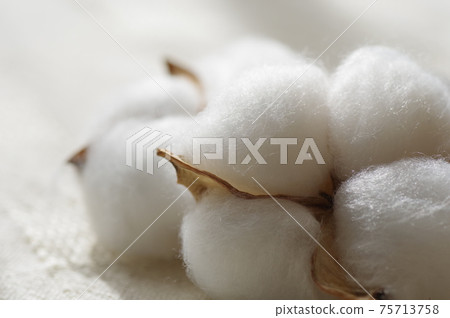 Cotton (natural cotton, cotton, cotton, cotton) Cotton (natural cotton, cotton, cotton, cotton) 75713758