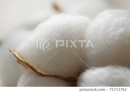 Cotton (natural cotton, cotton, cotton, cotton) Cotton (natural cotton, cotton, cotton, cotton) 75713762