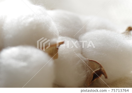 Cotton (natural cotton, cotton, cotton, cotton) Cotton (natural cotton, cotton, cotton, cotton) 75713764