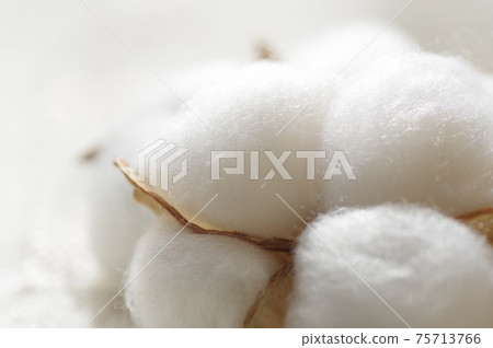 Cotton (natural cotton, cotton, cotton, cotton) Cotton (natural cotton, cotton, cotton, cotton) 75713766