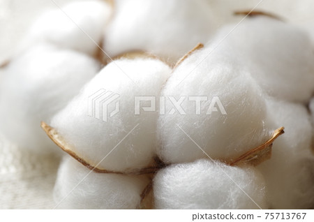 Cotton (natural cotton, cotton, cotton, cotton) Cotton (natural cotton, cotton, cotton, cotton) 75713767
