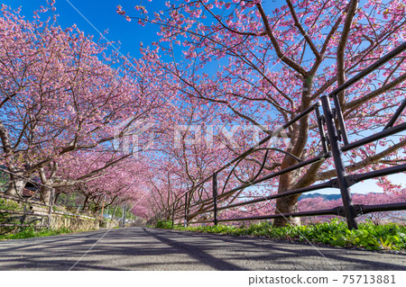 Kawazu cherry blossoms along the Kawazu River, Kawazu Town, Kamo District, Shizuoka Prefecture Kawazu cherry blossoms along the Kawazu River, Kawazu Town, Kamo District, Shizuoka Prefecture 75713881