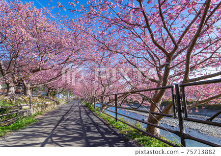 靜岡縣鴨友市河津町河川河沿岸的河津櫻花 靜岡縣鴨友市河津町河川河沿岸的河津櫻花 75713882