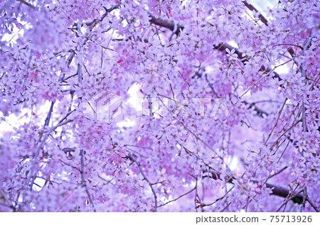 Double cherry blossoms Double cherry blossoms 75713926