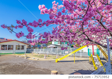 Cherry blossom spring kindergarten (nursery school) 75713952