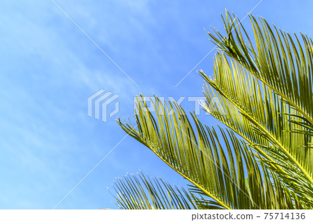 棗椰子葉和藍藍的天空 75714136