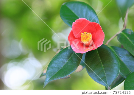 Yabutsubaki，紅色的花瓣，一朵花 75714155