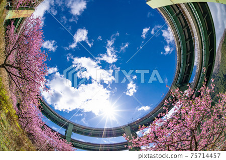 靜岡縣加茂區川津町川津環路橋和神久町川津櫻 靜岡縣加茂區川津町川津環路橋和神久町川津櫻 75714457