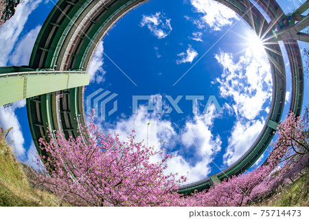 靜岡縣加茂區川津町川津環路橋和神久町川津櫻 75714473