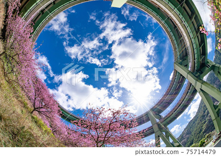Kawazu Loop Bridge, Kawazu Town, Kamo District, Shizuoka Prefecture and Kawazu Sakura in Kamijou 75714479