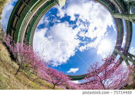 Kawazu Loop Bridge, Kawazu Town, Kamo District, Shizuoka Prefecture and Kawazu Sakura in Kamijou 75714480