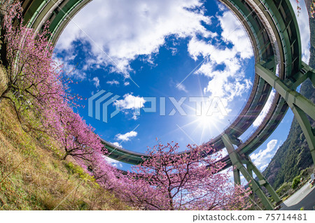 靜岡縣加茂區川津町川津環路橋和神久町川津櫻 75714481
