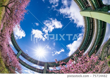 靜岡縣加茂區川津町川津環路橋和神久町川津櫻 75714482