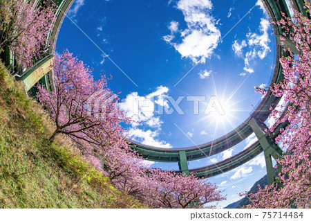 靜岡縣加茂區川津町川津環路橋和神久町川津櫻 靜岡縣加茂區川津町川津環路橋和神久町川津櫻 75714484